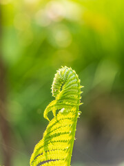 Natural green young ostrich fern or shuttlecock fern © Dmitrii Potashkin