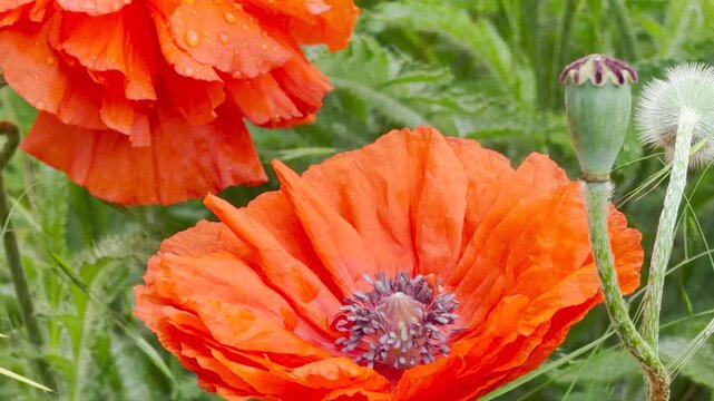 A stunning, ruffled orange poppy flower blooms brightly in a verdant garden. This vivid scene captures a feeling of natural wonder, showcasing the delicate textures of a flourishing spring garden.