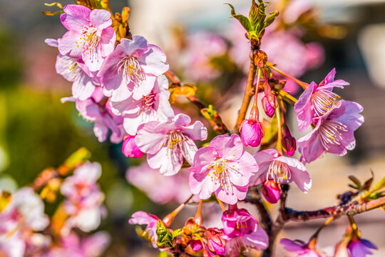 Pink Kawazu cherry blossoms blooming on tree branches in spring with flower buds and soft natural background.