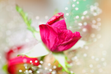 Czerwony pąk róży (Rosa) w otoczeniu białej gipsofilii z efektownym rozmyciem bokeh. Makro idealne do tematyki miłości, wyrazu uczuć i uroczystości. © Henryk Niestrój