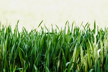 Młode źdźbła trawy (Poaceae) na jasnym tle. Doskonały motyw do kampanii o neutralności klimatycznej, ekologii i rolnictwie precyzyjnym. © Henryk Niestrój