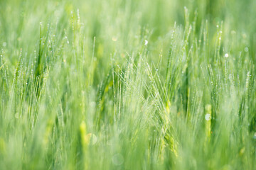 Młode, zielone kłosy zboża (Poaceae) pokryte poranną rosą. Świeże, naturalne tło makro symbolizujące ekologię, rozwój, zrównoważone rolnictwo oraz ochronę środowiska i klimatu. © Henryk Niestrój