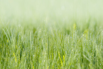 Młode, zielone kłosy zboża (Poaceae) pokryte poranną rosą. Świeże, naturalne tło makro symbolizujące ekologię, rozwój, zrównoważone rolnictwo oraz ochronę środowiska i klimatu. © Henryk Niestrój
