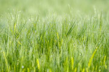 Młode, zielone kłosy zboża (Poaceae) pokryte poranną rosą. Świeże, naturalne tło makro symbolizujące ekologię, rozwój, zrównoważone rolnictwo oraz ochronę środowiska i klimatu. © Henryk Niestrój
