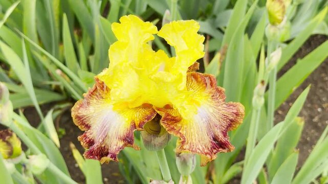 A striking yellow and maroon iris blooms during a gentle rain shower. Water droplets cling to its petals as it stands tall in a vibrant, leafy green garden.