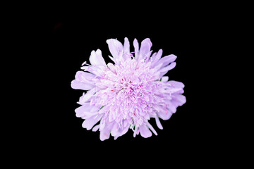 Jasnofioletowy kwiat świerzbnicy polnej (Knautia arvensis) na czarnym tle. Wyizolowane makro botaniczne do bazy wiedzy, plakatów i designu. © Henryk Niestrój