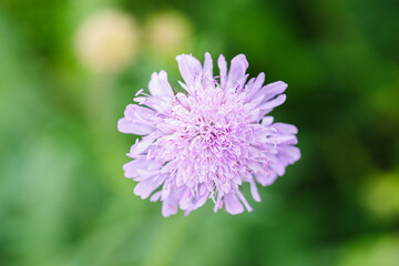 Fioletowy kwiat świerzbnicy polnej (Knautia arvensis) z bliska. Motyw bioróżnorodności, łąk kwietnych, ochrony owadów zapylających, naturalnych ekosystemów i polskiej flory łąkowej. © Henryk Niestrój