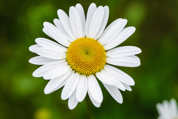 Pojedynczy kwiat jastrunia właściwego (Leucanthemum vulgare) z białymi płatkami i żółtym środkiem. Botanika, dzika natura i piękno letniej łąki. © Henryk Niestrój