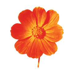 Obraz premium PNG Vibrant orange flower illustration