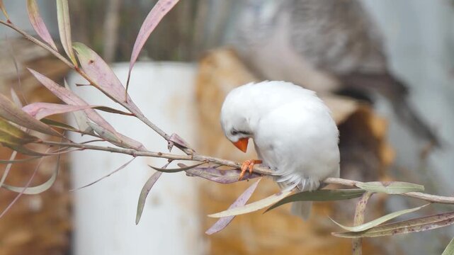 Small bird sitting on a branch