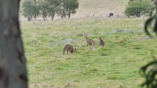 Kangaroos group in a field