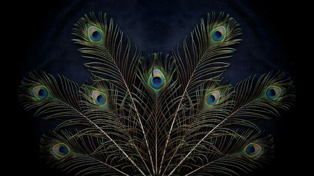 Elegant peacock feathers with iridescent eye patterns and intricate feather details