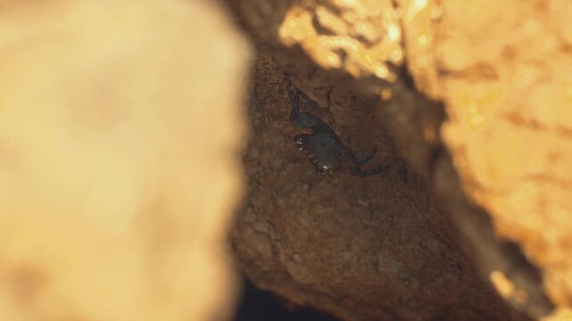 Cinematic vintage footage of a small crab resting inside a dark crack between coastal rocks, captured in warm tones with a nostalgic aesthetic.