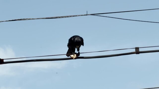 A black crow balances on a thick electrical cable while holding and eating a piece of food. The bird is silhouetted against a vast, clear blue sky with thin power lines stretching across.