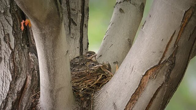 American Robin Chicks Sleeping In Their Nest On A Tree Fork. - closeup shot