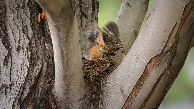 American Robin Chicks In A Nest Flapping Its Wings Nestled Within A Tree Fork. - zoom out shot