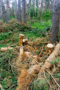 A large pile of freshly cut coniferous tree trunks and branches lies in a forest among the trees. Grass, trunks and bushes are in the background.