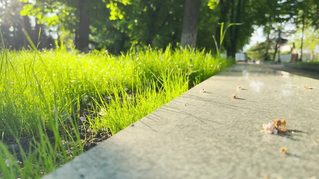 Morning dew clings to vibrant green grass as the sun shines through park trees. Gentle breezes rustle the leaves, resulting in a soft whispering sound across the quiet city sidewalk.