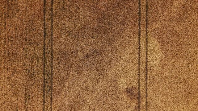 Aerial view of dense mature grain crossed by parallel tractor tracks, showing field access routes used for crop care, monitoring and mechanized agriculture.