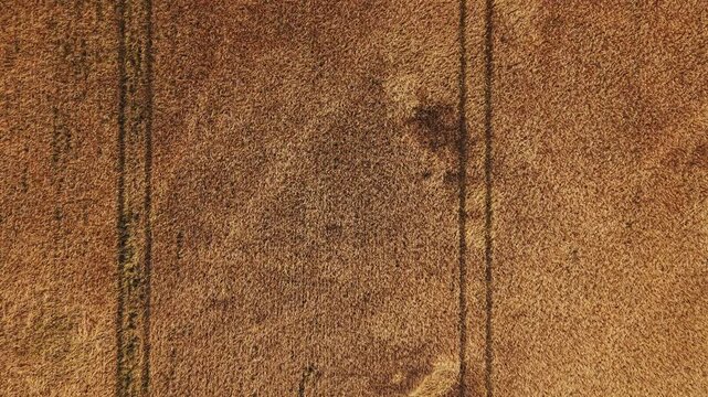 Top-down aerial view of a mature golden grain field crossed by parallel tractor tracks, illustrating mechanized farming, crop monitoring and harvest preparation.