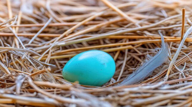 Single cuckoo egg lying in a nest belonging to a smaller bird.