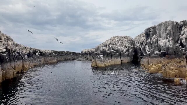 Captivating boat cruise through Farne Islands, home to diverse seabird colonies including Razorbills and Gulls.