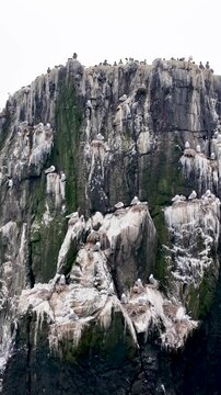 European herring gulls nest on narrow ledges of a tall sea cliff streaked with guano as the camera tracks along the rocky face. vertical video