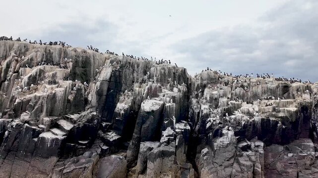 Majestic seabird colony covering the rugged cliffs of the Farne Islands, with Razorbills and European Herring Gulls.