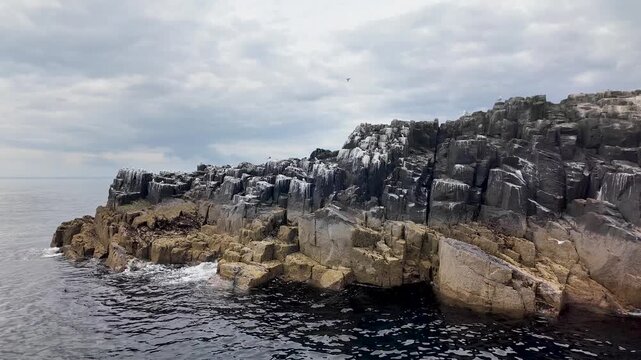 Witness European Herring Gulls and Razorbills in their natural habitat during a scenic Farne Island boat cruise.