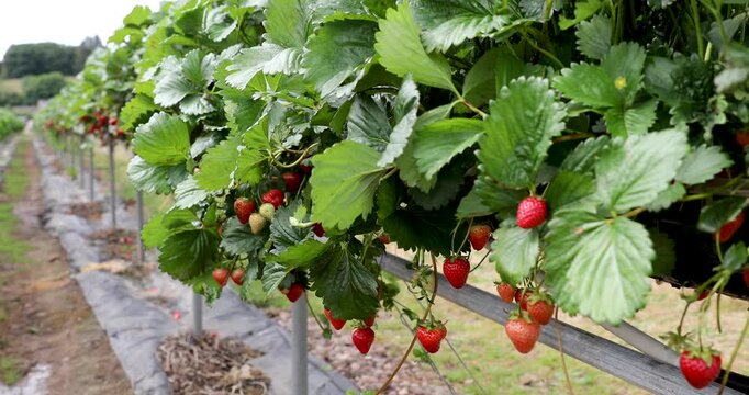Close-up static shot of ripe strawberries growing on farm plants with green leaves gently moving in the summer breeze. Fresh organic berries hanging in neat rows on a commercial strawberry plantation