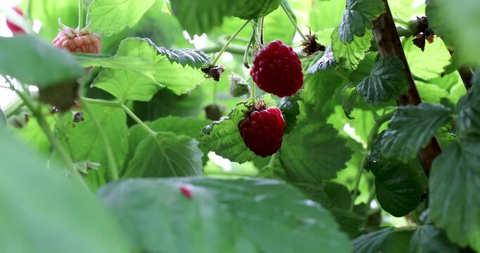 Close-up of ripe red raspberries hanging on a green bush in a summer garden. Fresh organic berries gently moving in a light breeze with natural foliage in the background.