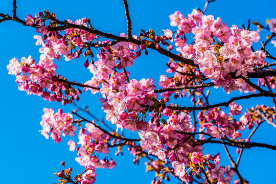 Kawazu Cherry Blossoms Against a Clear Blue Sky