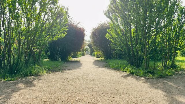 A wide dirt walkway stretches into the distance. It runs directly between rows of tall green trees and manicured bushes. Bright sunlight shines down from above the quiet garden path.