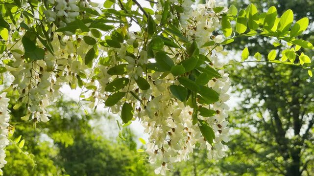 White acacia flowers hang gracefully from leafy branches. Bright sunlight filters through the fresh spring canopy. The beautiful blossoms create a peaceful atmosphere in the park.