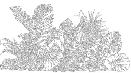 Fototapeta premium Tropical monstera leaves arrangement isolated on transparent background