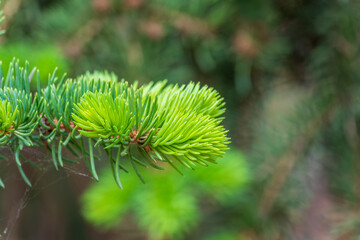 Background of green spruce branches with water drops after rain © Dmitrii Potashkin