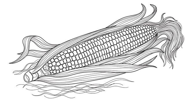 Detailed line art of a corn cob with leaves, drawn in black and white