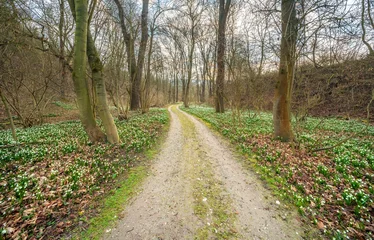 Wanderweg windet sich durch Wald im Frühling, blühende Märzenbecher bedecken den Boden, Thüringen, Deutschland © AVTG