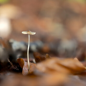 Pink-gilled bonnet, a small mushroom growing in the forest. Macro shot. Blurred background in autumnal colors.