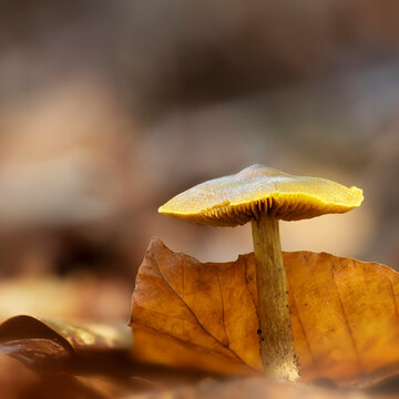 Close-up of a deadly Galerina mushroom growing on the forest floor in autumn. Soft, blurred background.