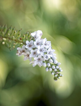 Close-up of the white flower of a snow loosestrife against a green, blurred background.