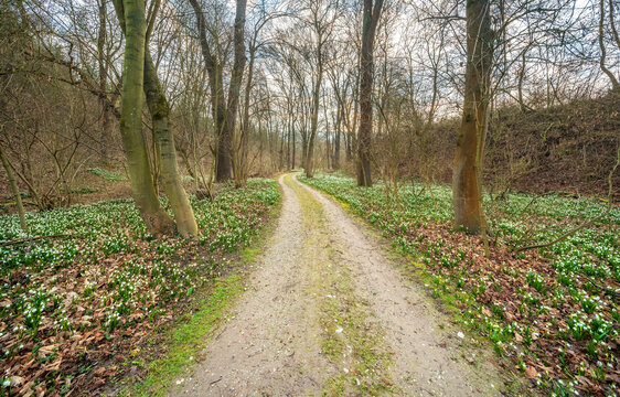 Wanderweg windet sich durch Wald im Fr&uuml;hling, bl&uuml;hende M&auml;rzenbecher bedecken den Boden, Th&uuml;ringen, Deutschland