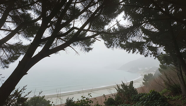 Elevated misty view of a sandy coastline through dark pine tree branches
