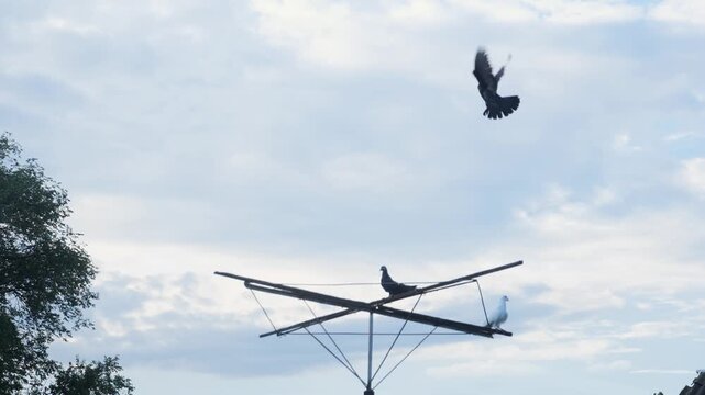 Funny slow motion video of a domestic bird miscalculating its landing and falling off a perch.

