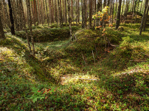 Russia, Republic of Karelia, overgrown WW2 trenches in the forest near the Kola highway between St. Petersburg and Murmansk.