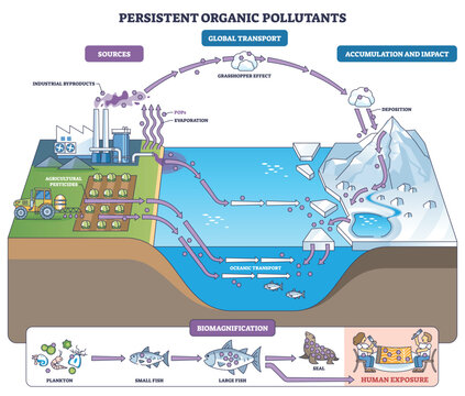 Persistent organic pollutants pathway shows how factory emissions and farm pesticides travel by air and ocean, bioaccumulate in fish, and reach people in polar regions. Outline diagram