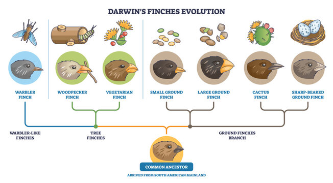 Darwins finches evolution diagram depicts adaptive radiation from a common ancestor, with finch heads, varied beaks, and food icons tracing ecological niches. Outline diagram