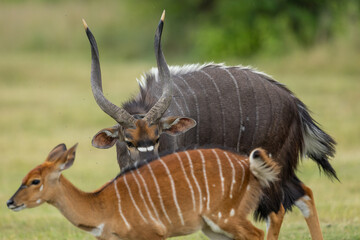 A male lowland nyala (Tragelaphus angasii) with females standing around it © Tyrone