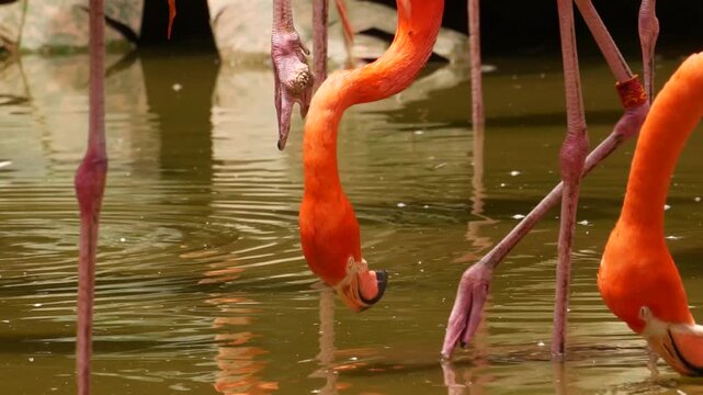 American flamingos filter feeding in shallow pond water with reflections