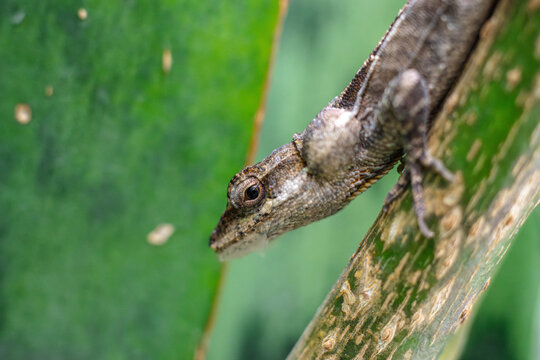 lizard on a tree
